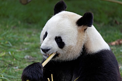 Zahnpflege Panda