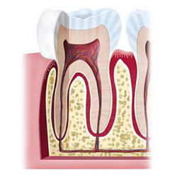 Zahnnerv und Blutgefäße